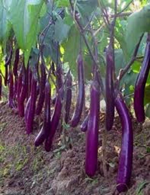     			Vedhahi Purple Long Brinjal Vegetable ( 40 Seeds )