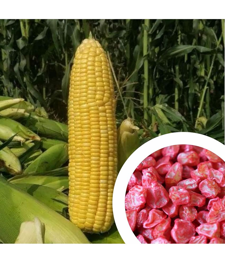     			Vedhahi Sweet Corn Vegetable ( 50 Seeds )