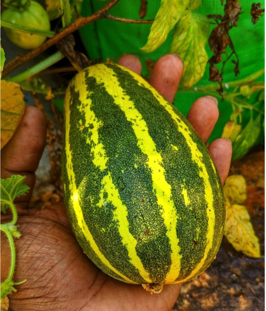     			Jignisha Seeds Hybrid Cucumber Vegetable ( 30 Seeds )