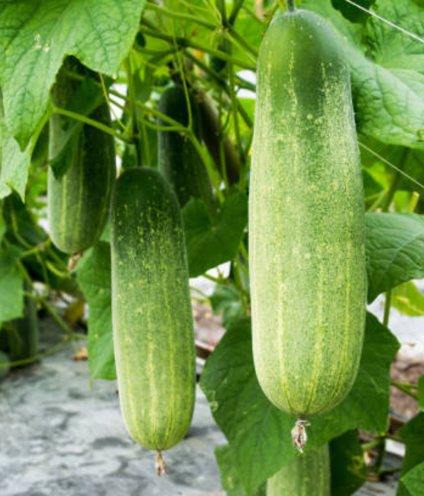     			Jignisha Seeds Hybrid Cucumber Vegetable ( 50 Seeds )