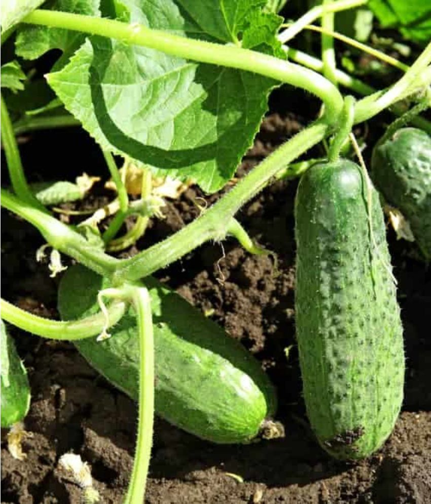     			Jignisha Seeds Organic Cucumber Vegetable ( 50 Seeds )