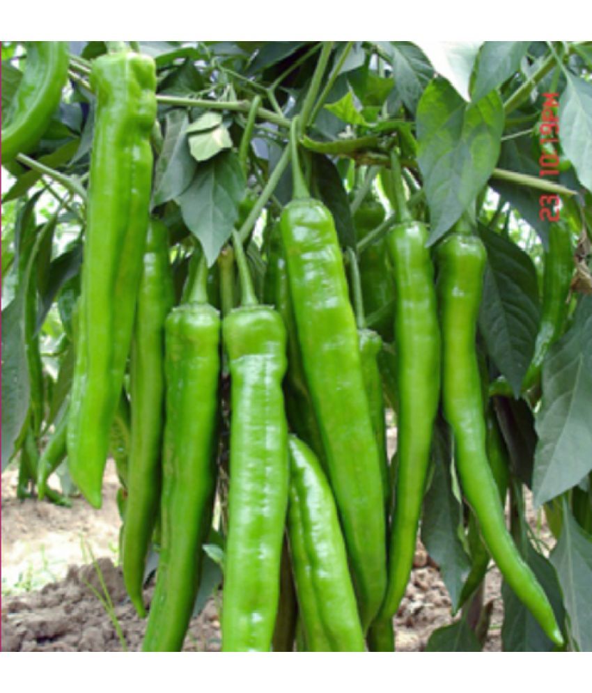     			Jignisha Seeds Organic Green Chilli Vegetable ( 50 Seeds )