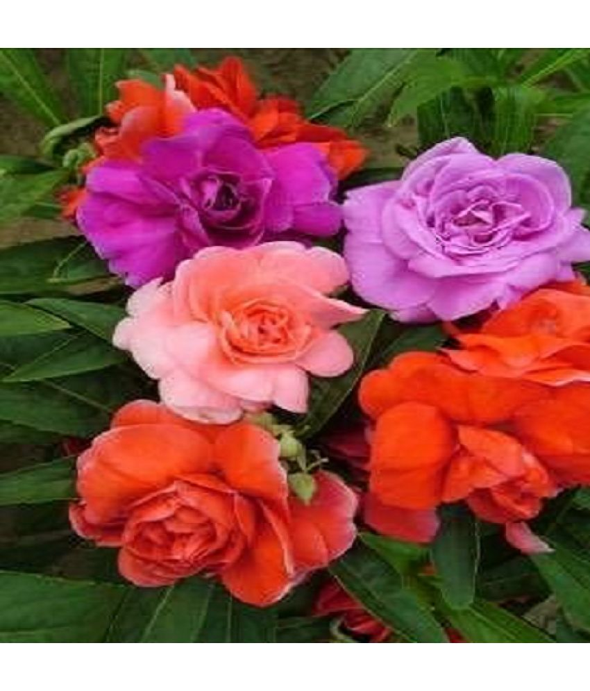     			Vedhahi Balsam Mixed Flower ( 100 Seeds )