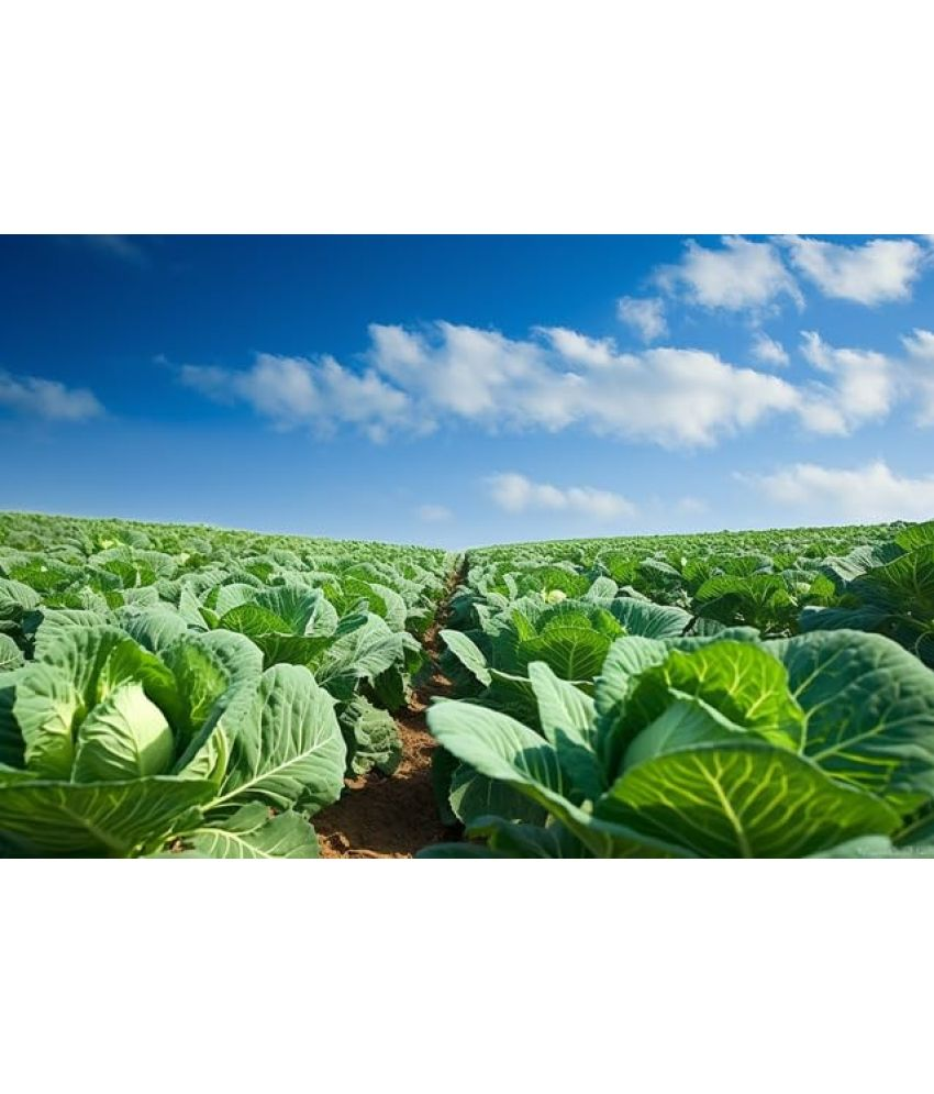     			Vedhahi Cabbage Vegetable ( 30 Seeds )