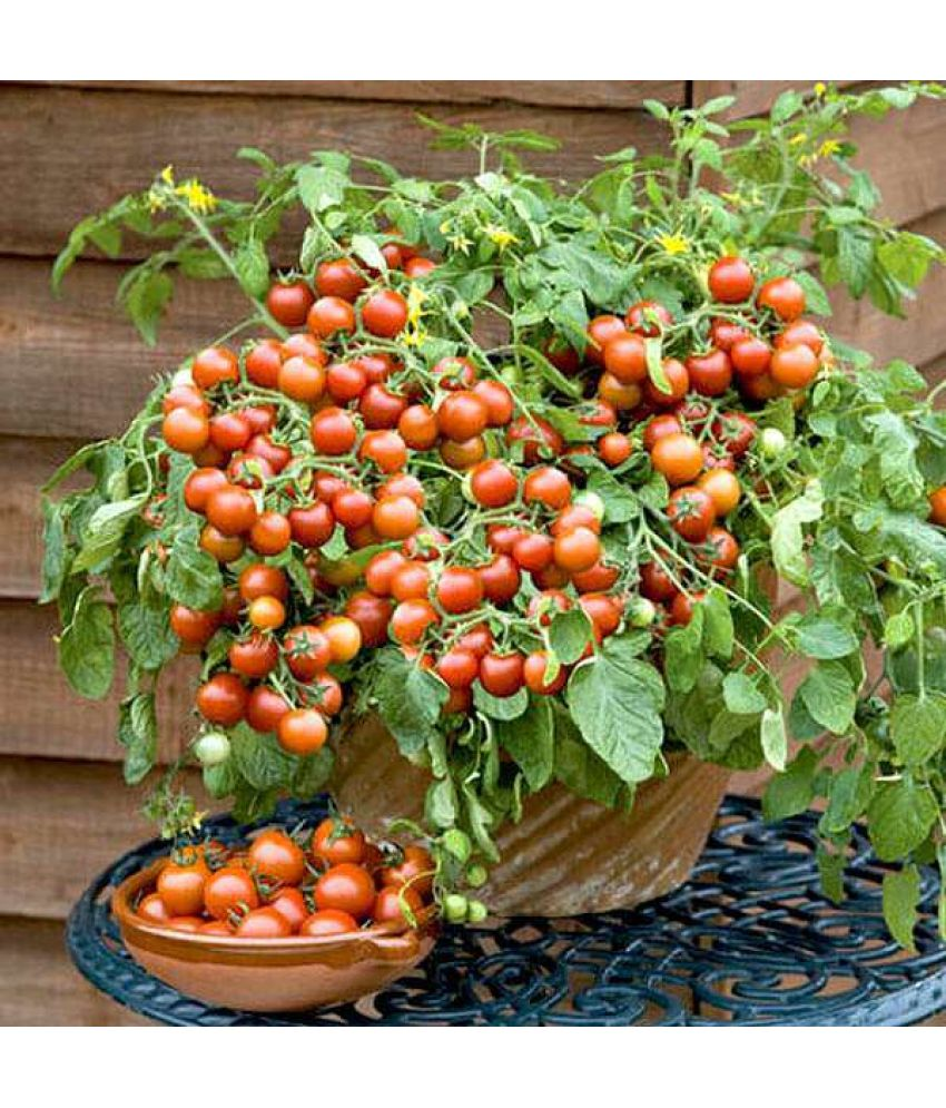     			Vedhahi Cherry Tomato Vegetable ( 30 Seeds )