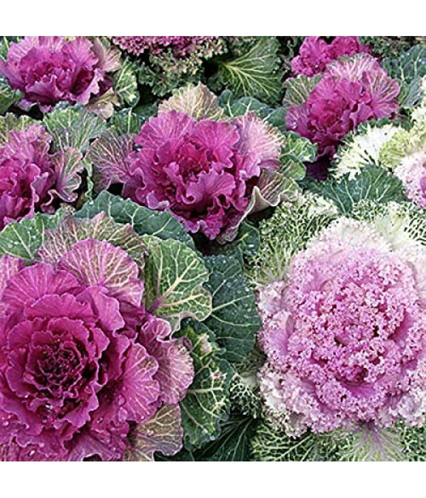     			Vedhahi Flowering Kale Flower ( 30 Seeds )