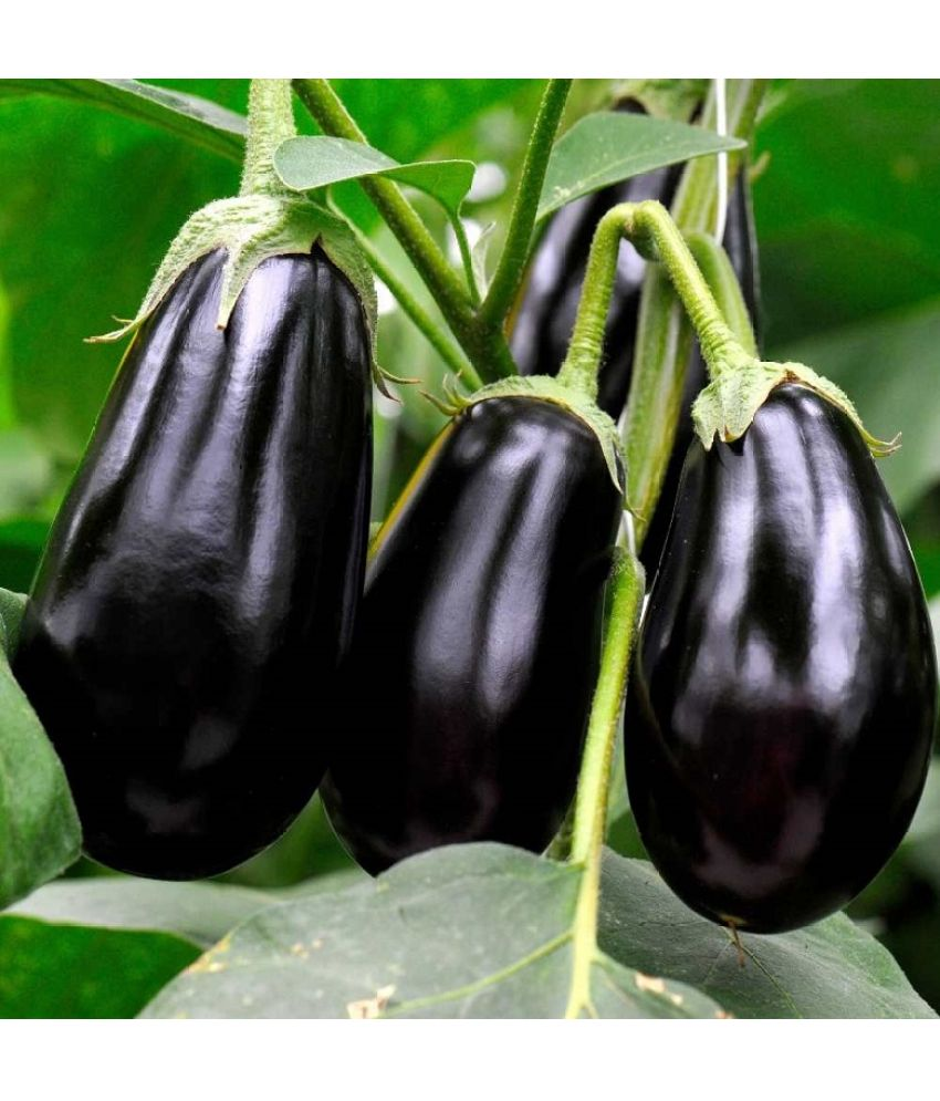     			Vedhahi Hybrid Brinjal Vegetable ( 50 Seeds )