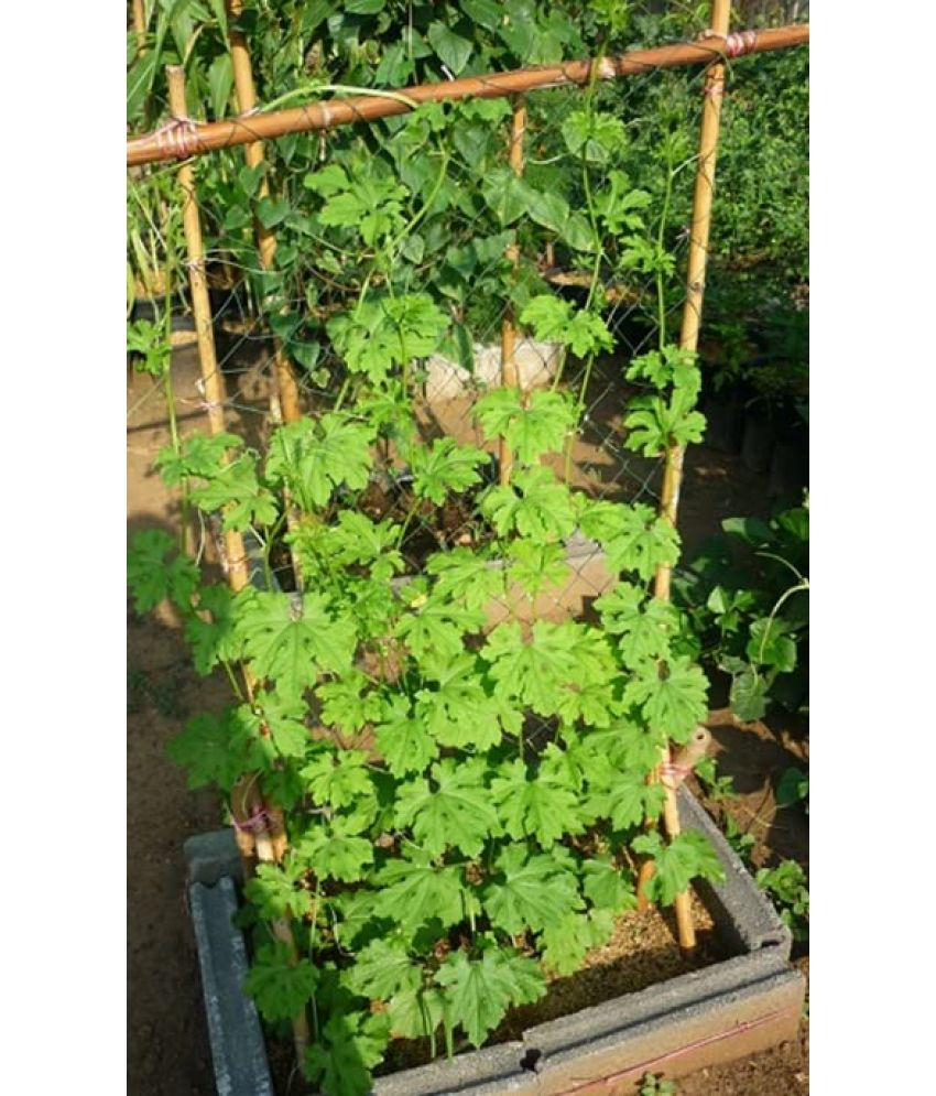     			Vedhahi Organic Bitter Gourd Vegetable ( 40 Seeds )