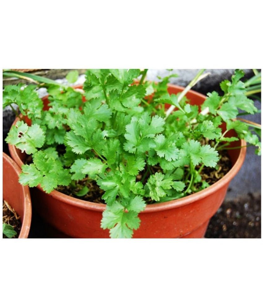     			Vedhahi Organic Coriander Vegetable ( 100 Seeds )