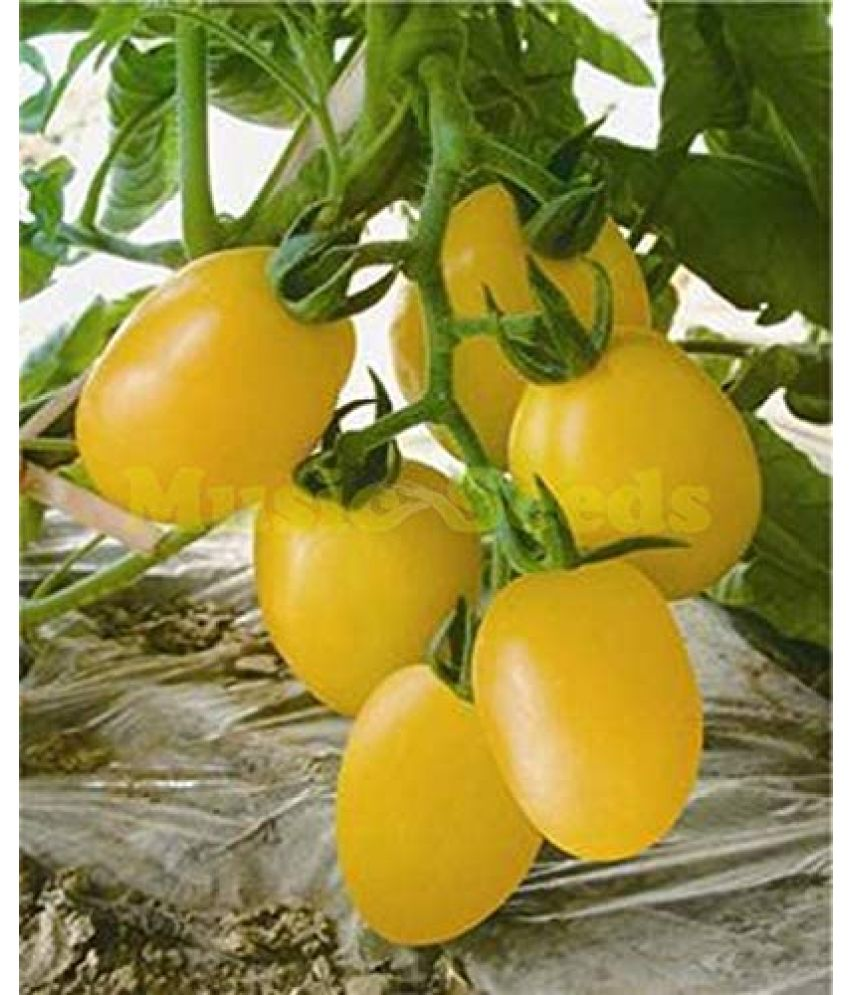     			Vedhahi Organic Yellow Cherry Tomato Vegetable ( 10 Seeds )