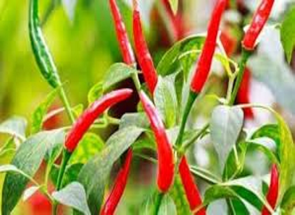     			Vedhahi Red chilli Vegetable ( 40 Seeds )