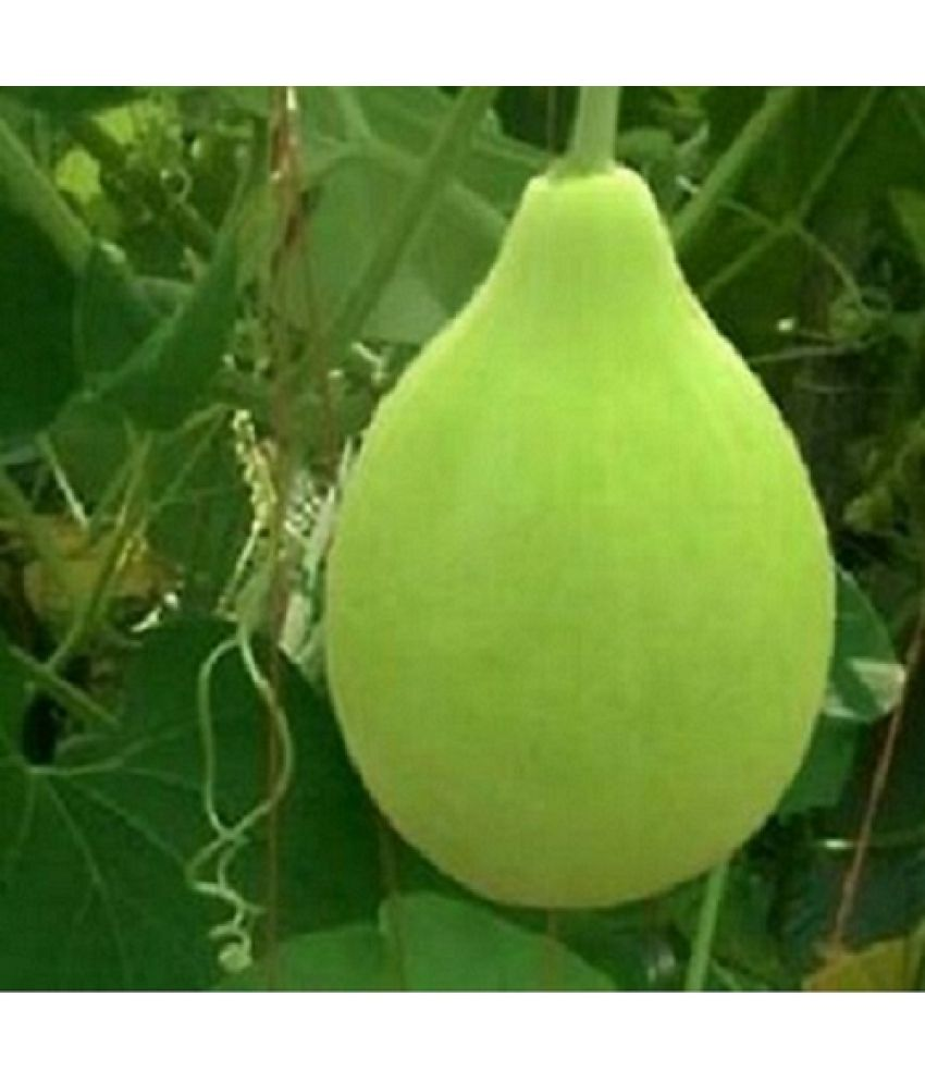     			Vedhahi Round Bottle Gourd Vegetable ( 10 Seeds )