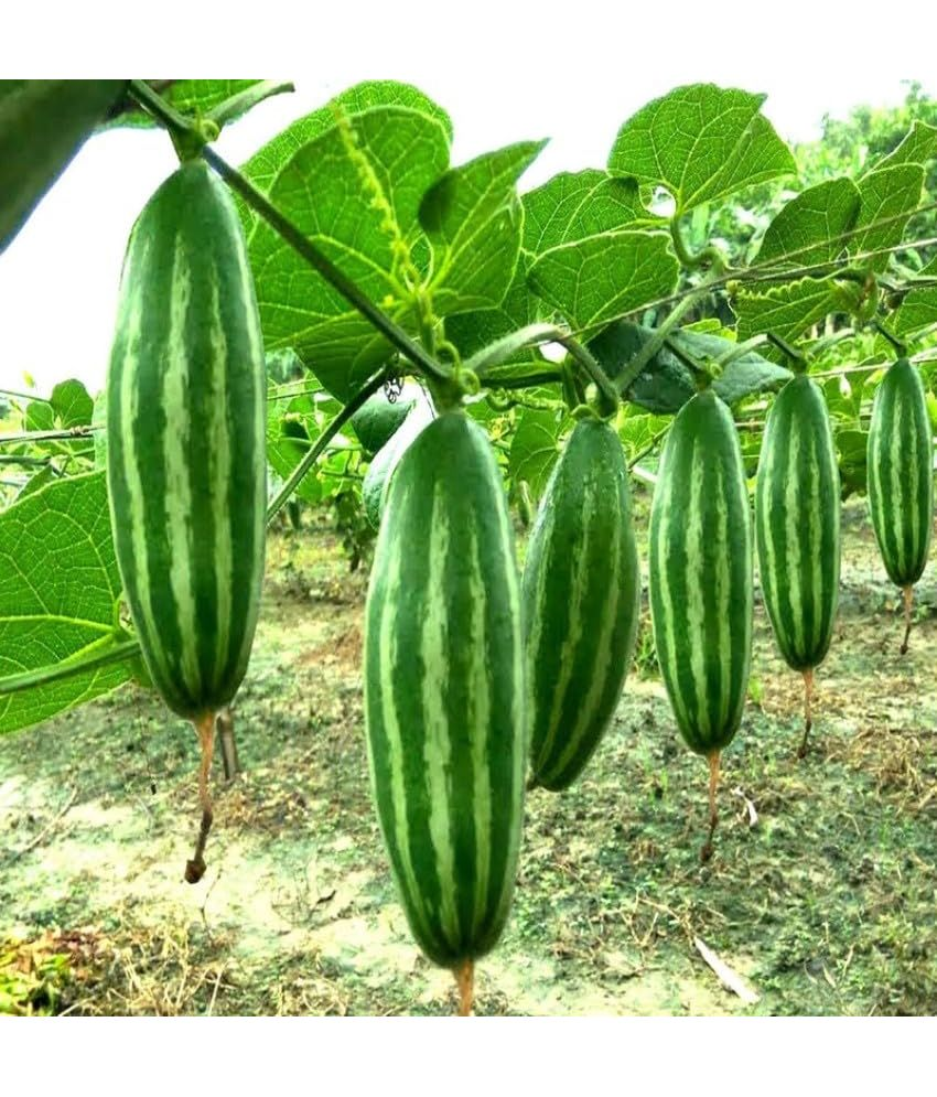     			Vedhahi Sponge Gourd Plant ( 12 Seeds )