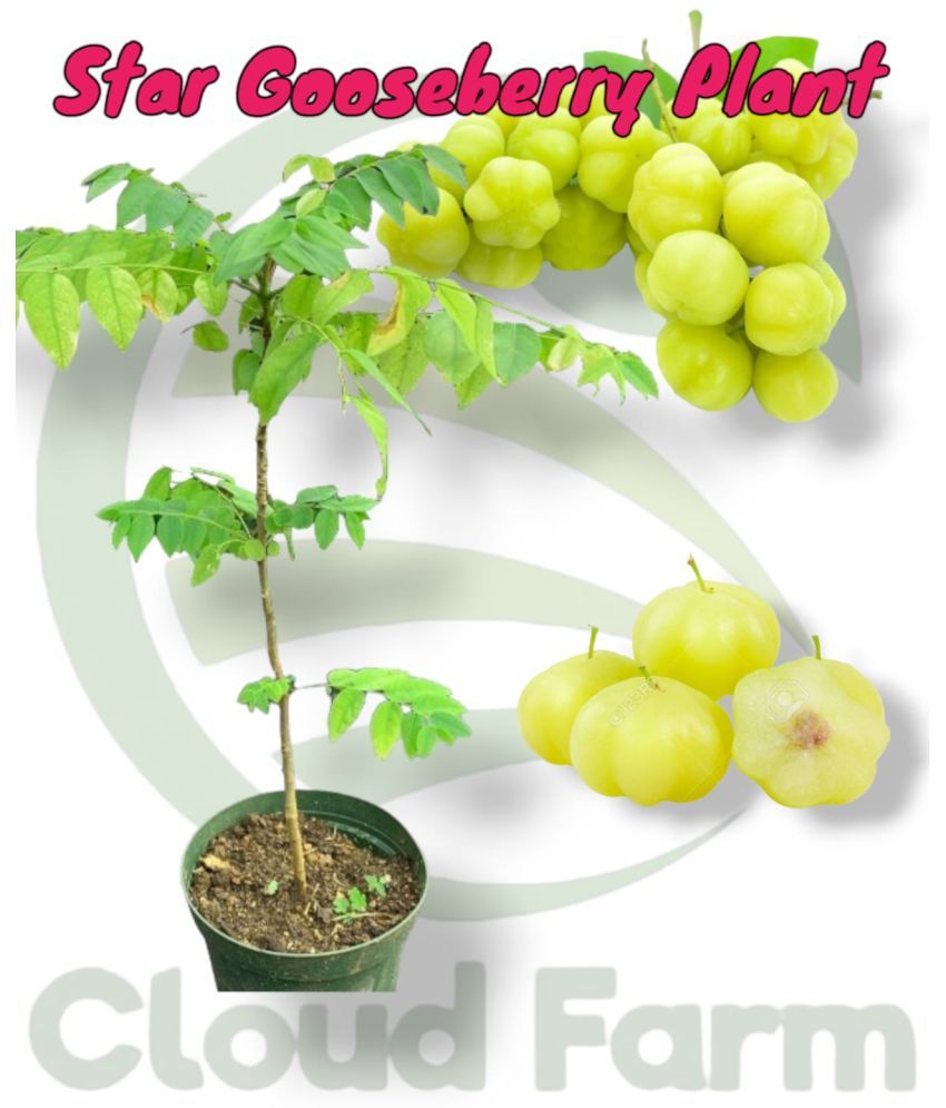     			Cloud Farm Outdoor Fruit Plant ( Pack of 1 )