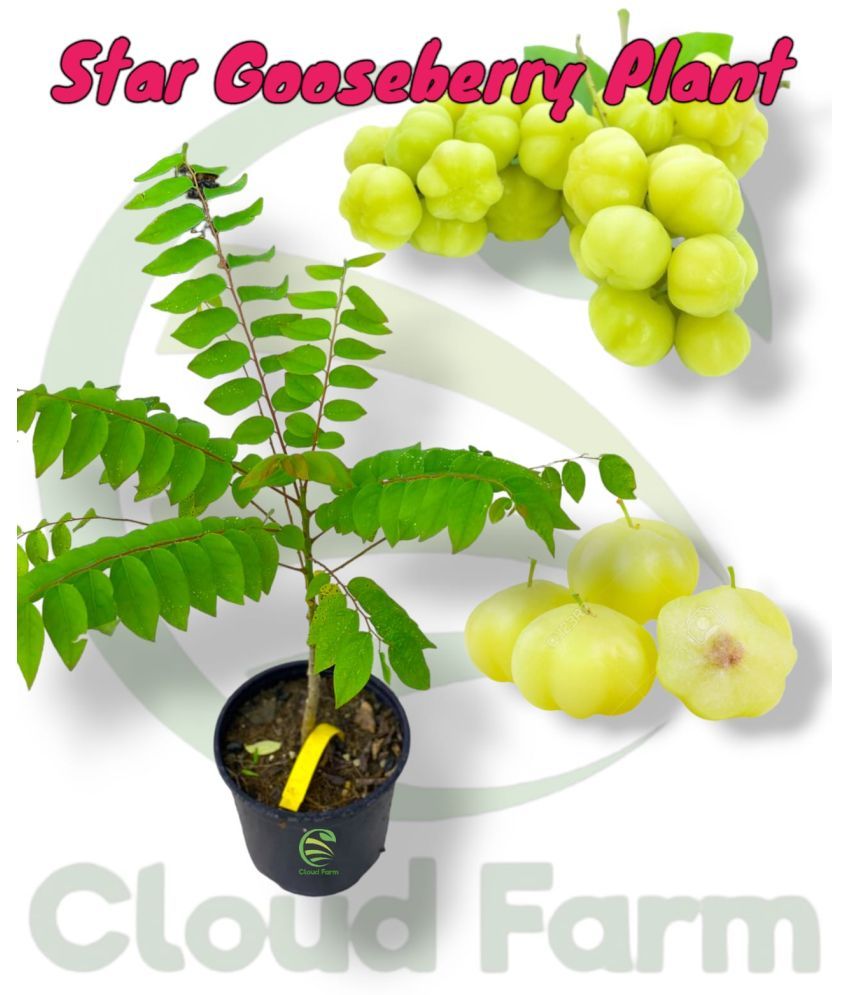     			Cloud Farm Outdoor Fruit Plant ( Pack of 1 )