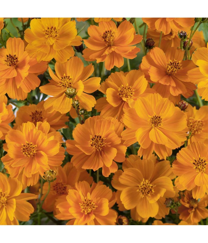     			LiveNature Cosmos Mixed Flower ( 50 Seeds )