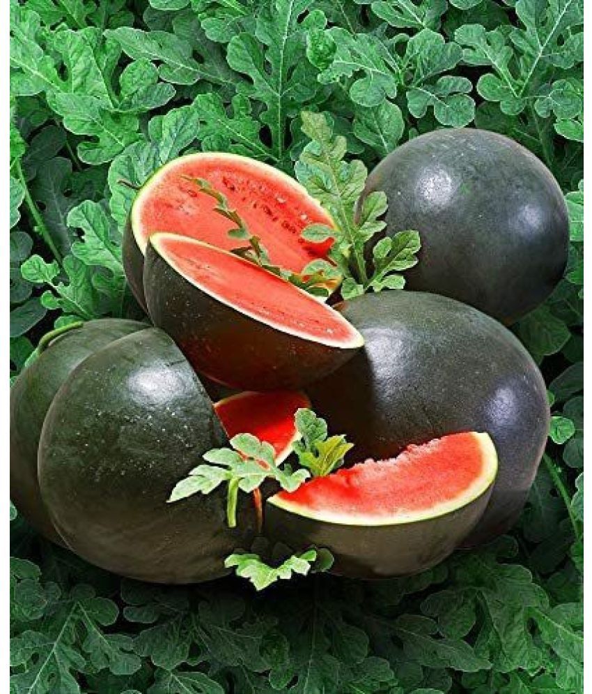     			Jignisha Seeds Hybrid Black Watermelon Fruit ( 10 Seeds )