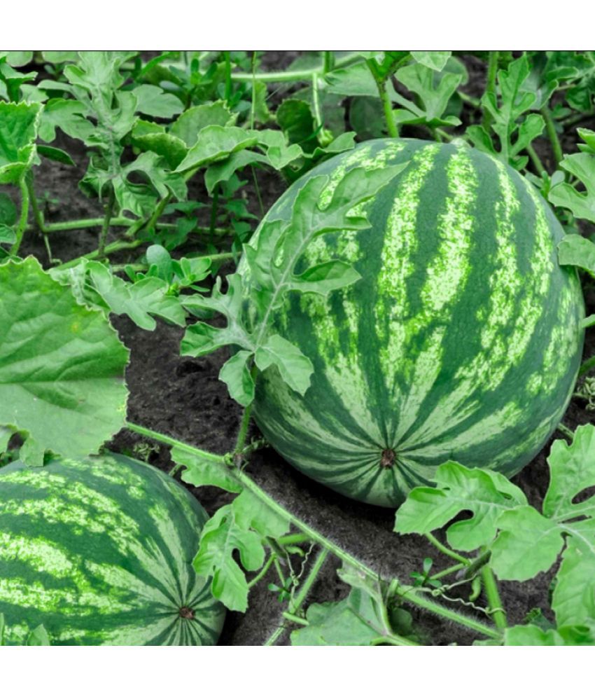     			Jignisha Seeds Hybrid Green Watermelon Fruit ( 10 Seeds )