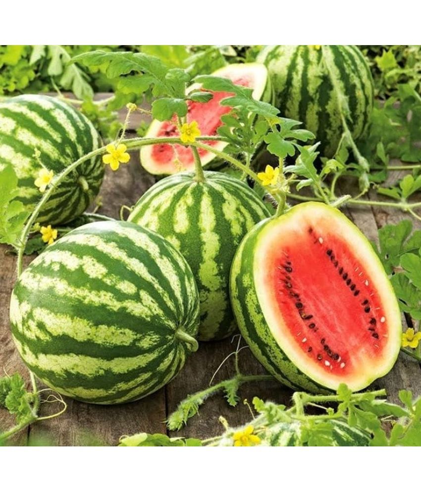     			Jignisha Seeds Hybrid Green Watermelon Fruit ( 10 Seeds )