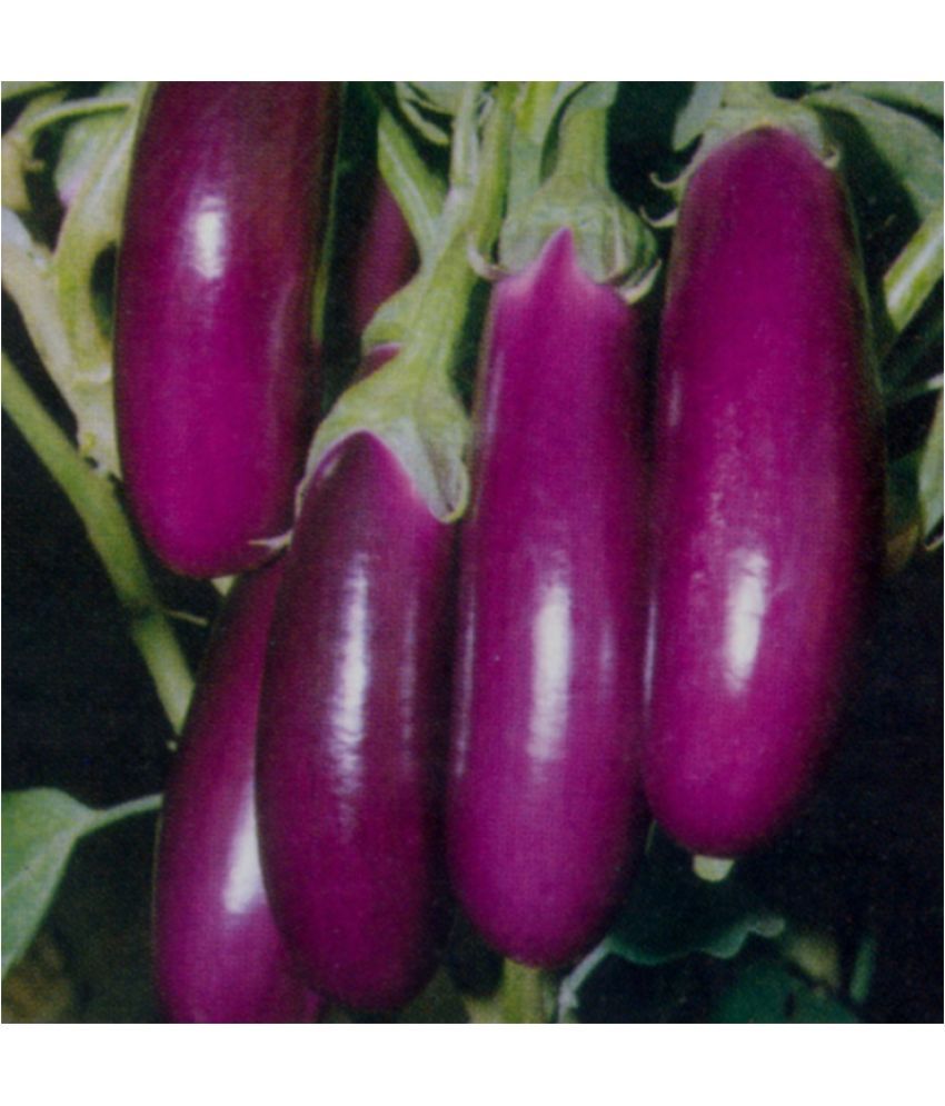     			Jignisha Seeds Hybrid Purple Long Brinjal Vegetable ( 50 Seeds )