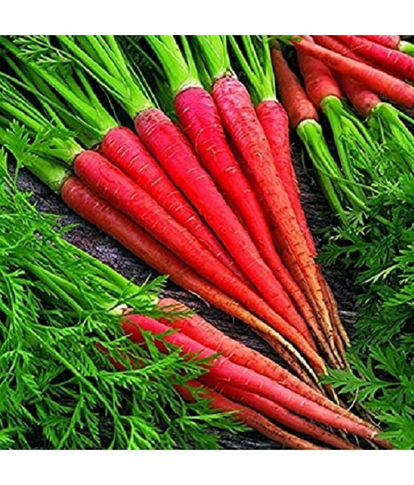     			Jignisha Seeds Hybrid Red Carrot Vegetable ( 50 Seeds )