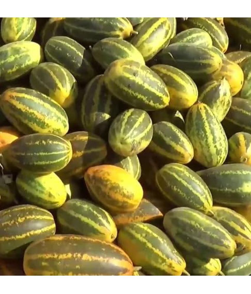     			Jignisha Seeds Madras Cucumber Vegetable ( 30 Seeds )