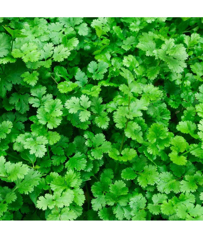     			Jignisha Seeds Organic Coriander Vegetable ( 100 Seeds )