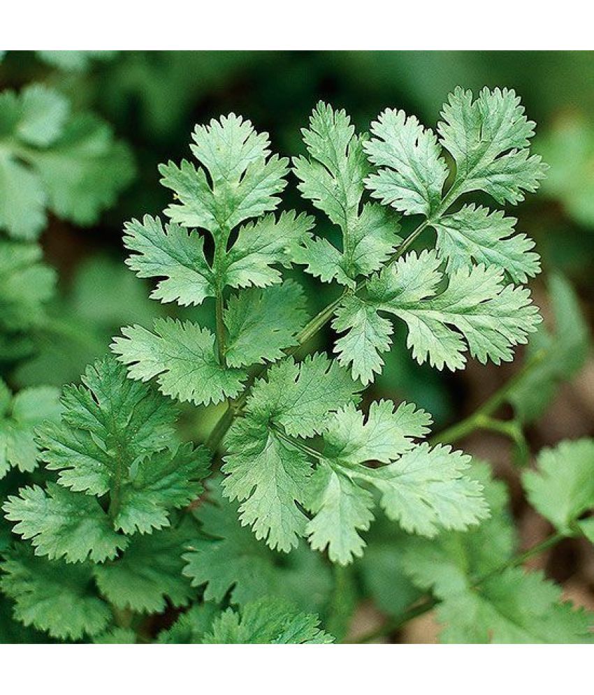     			Jignisha Seeds Organic Coriander Vegetable ( 100 Seeds )