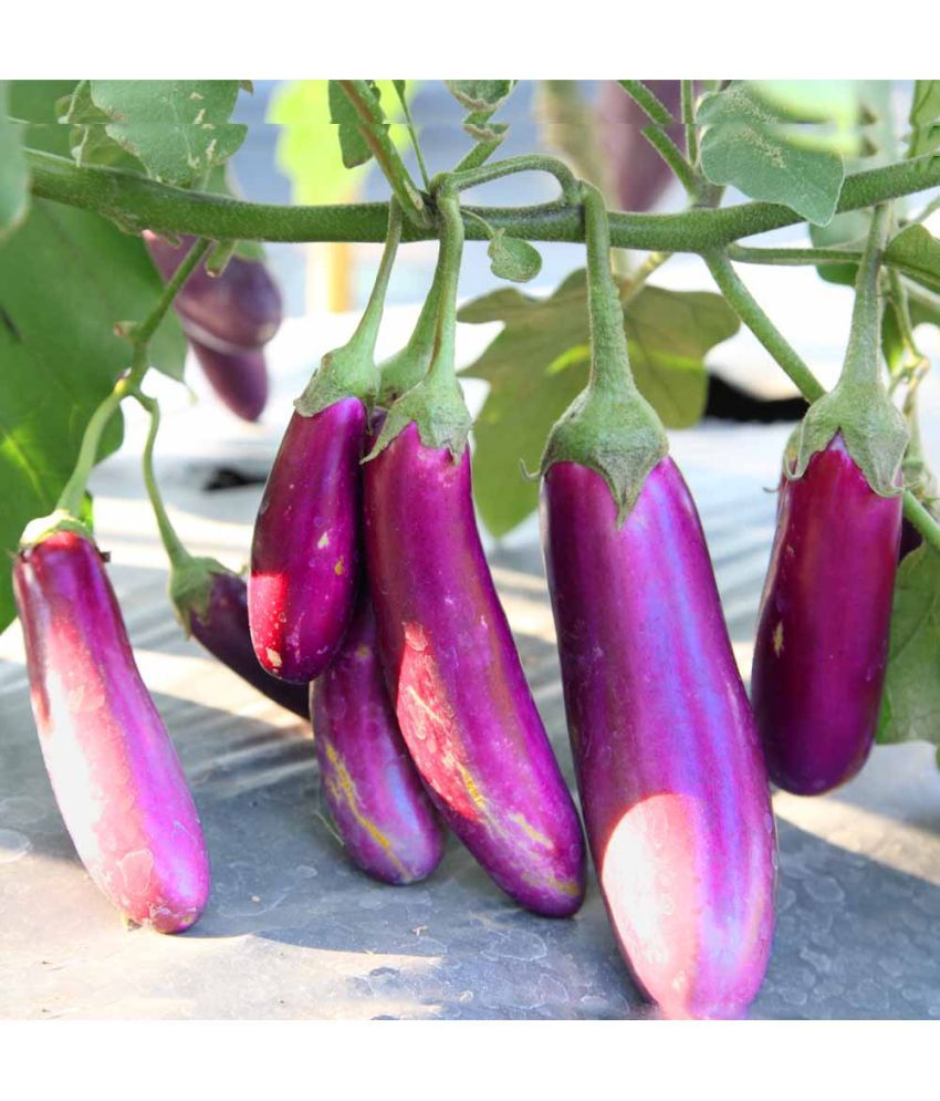     			Jignisha Seeds Organic Purple Long Brinjal Vegetable ( 50 Seeds )