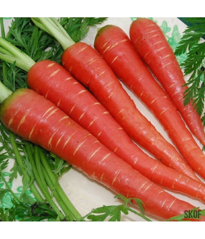     			Jignisha Seeds Red Carrot Vegetable ( 50 Seeds )