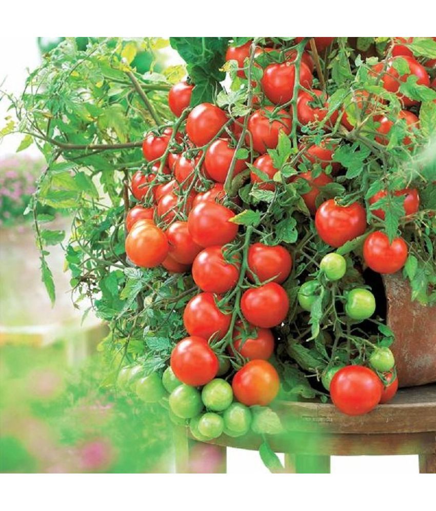     			Jignisha Seeds Red Cherry Tomato Vegetable ( 50 Seeds )