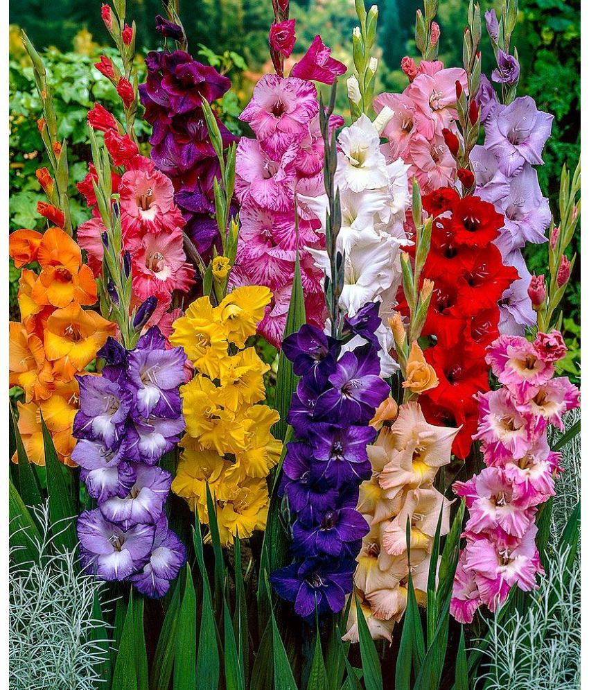     			LiveNature Gladiolus Mixed Flower ( 6 Seeds )