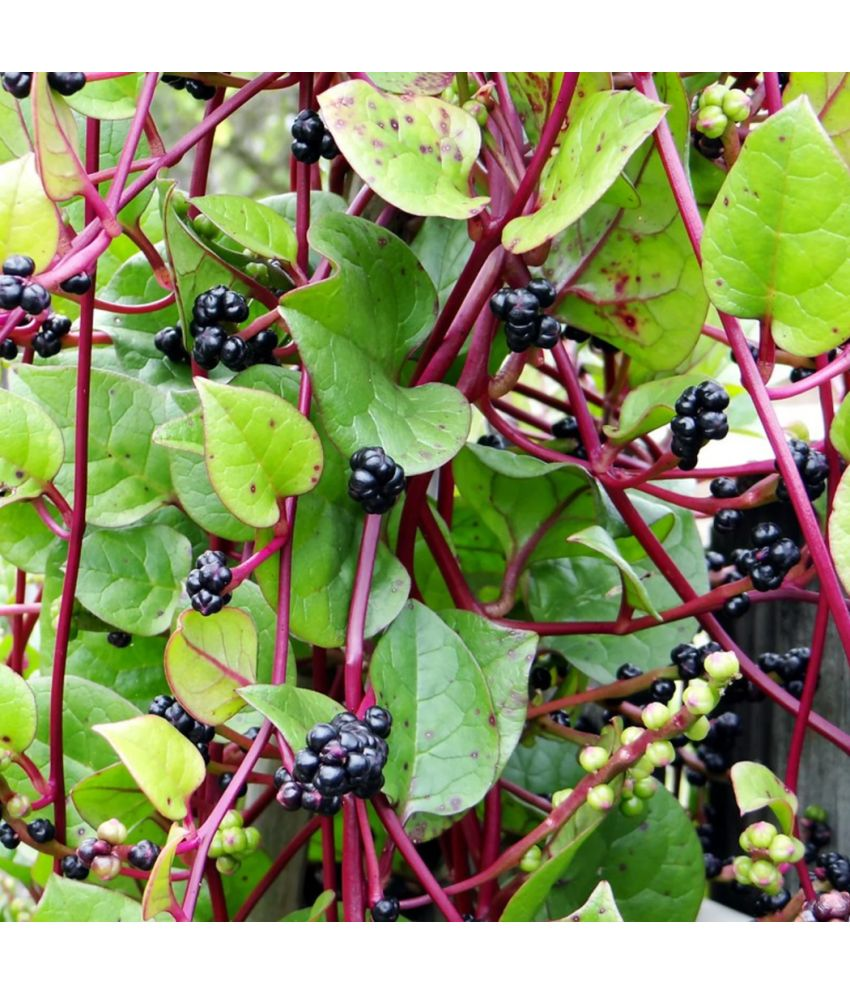     			Malabar Spinach 15 Premium Vegetables Seeds