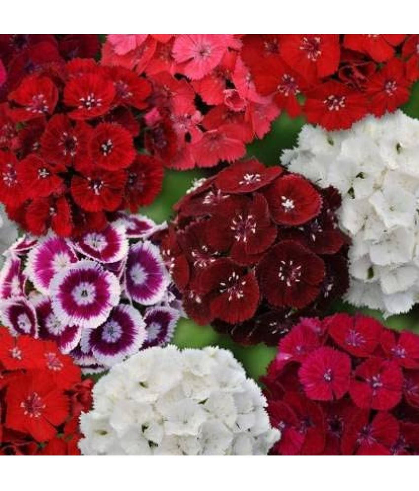     			Vedhahi Dianthus Flower ( 10 Seeds )