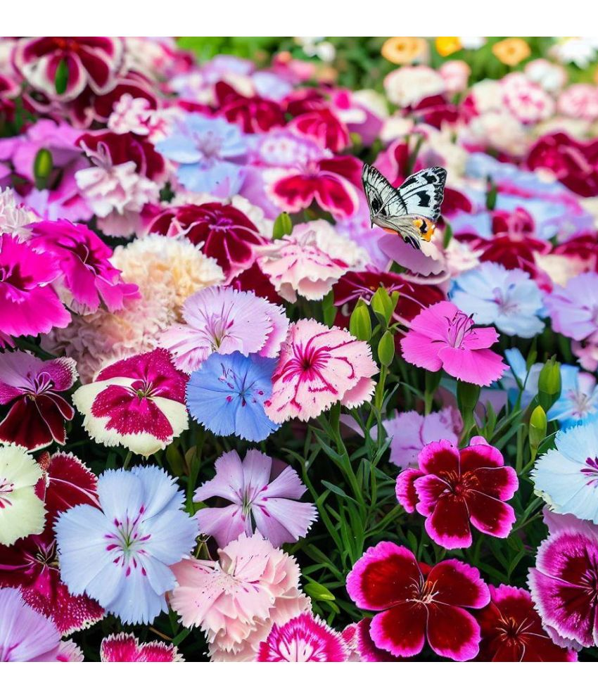     			Vedhahi Dianthus Flower ( 20 Seeds )