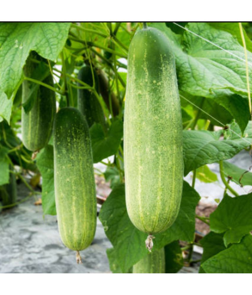     			Jignisha Seeds Hybrid Green Cucumber Vegetable ( 50 Seeds )