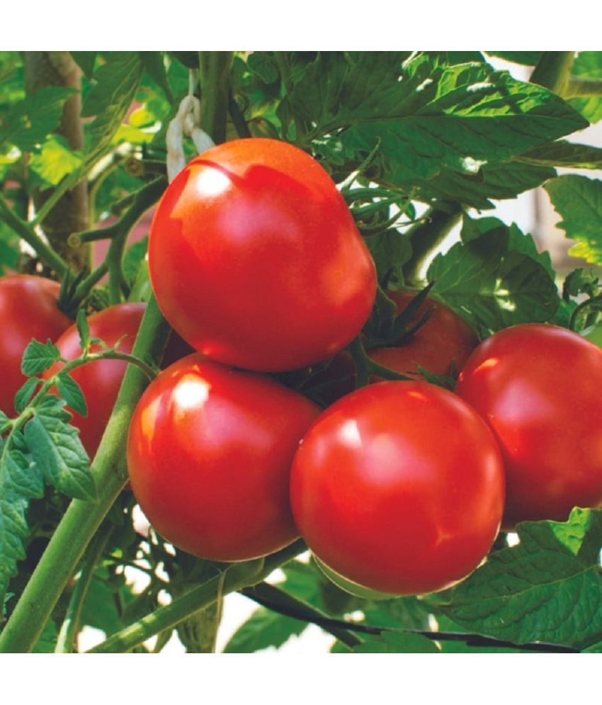     			Jignisha Seeds Hybrid Tomato Vegetable ( 100 Seeds )