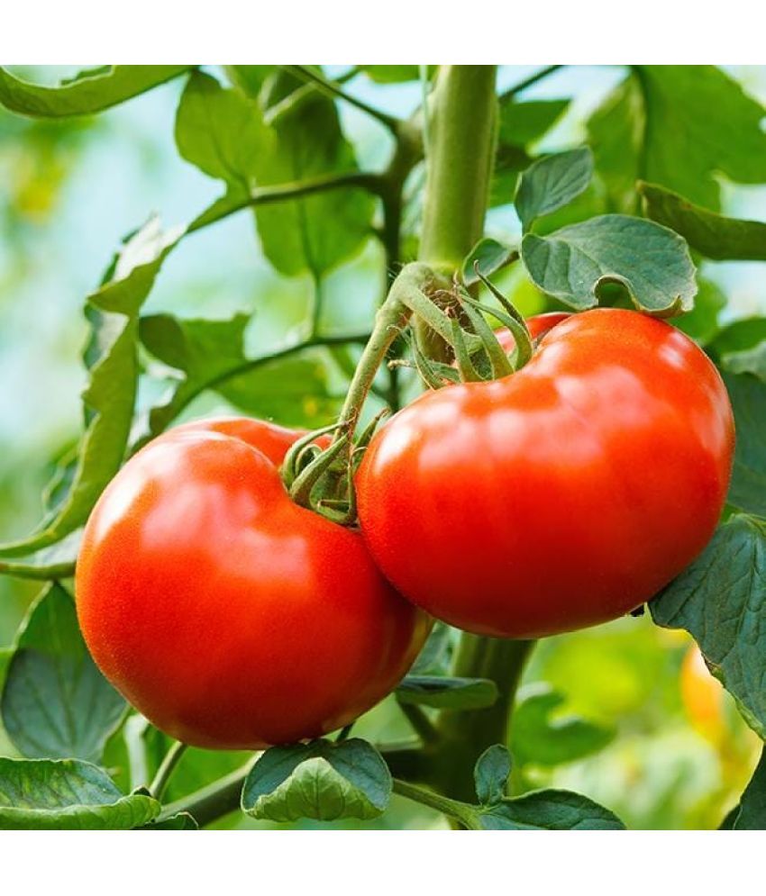     			Jignisha Seeds Hybrid Tomato Vegetable ( 100 Seeds )