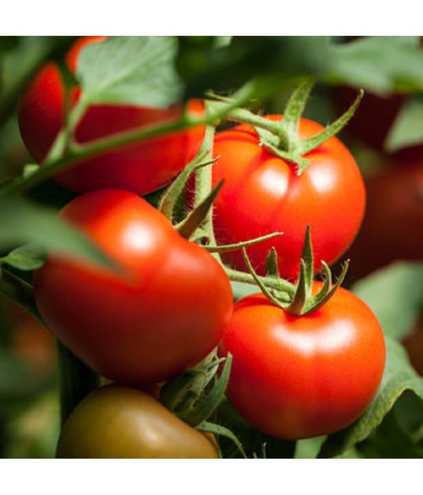     			Jignisha Seeds Hybrid Tomato Vegetable ( 250 Seeds )