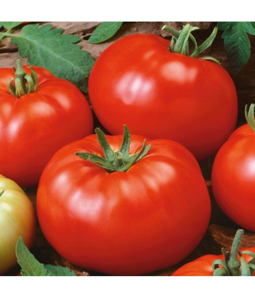     			Jignisha Seeds Hybrid Tomato Vegetable ( 250 Seeds )