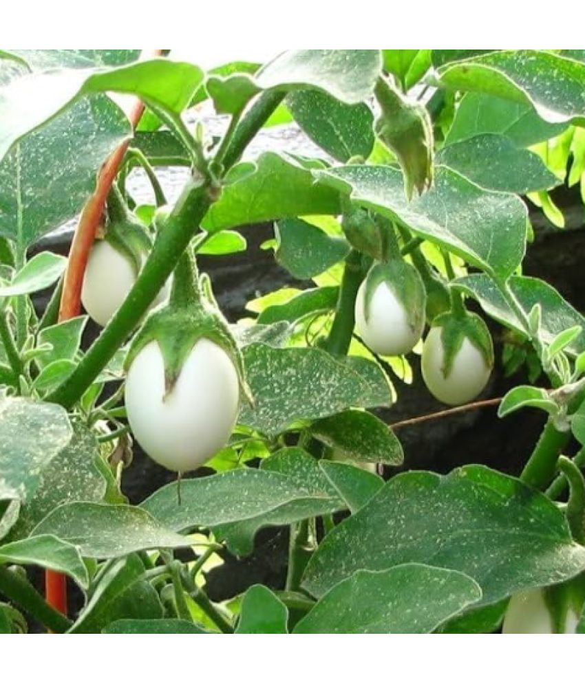     			Jignisha Seeds Hybrid White Brinjal Vegetable ( 50 Seeds )