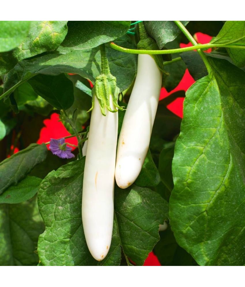     			Jignisha Seeds Hybrid White Long Brinjal Vegetable ( 50 Seeds )