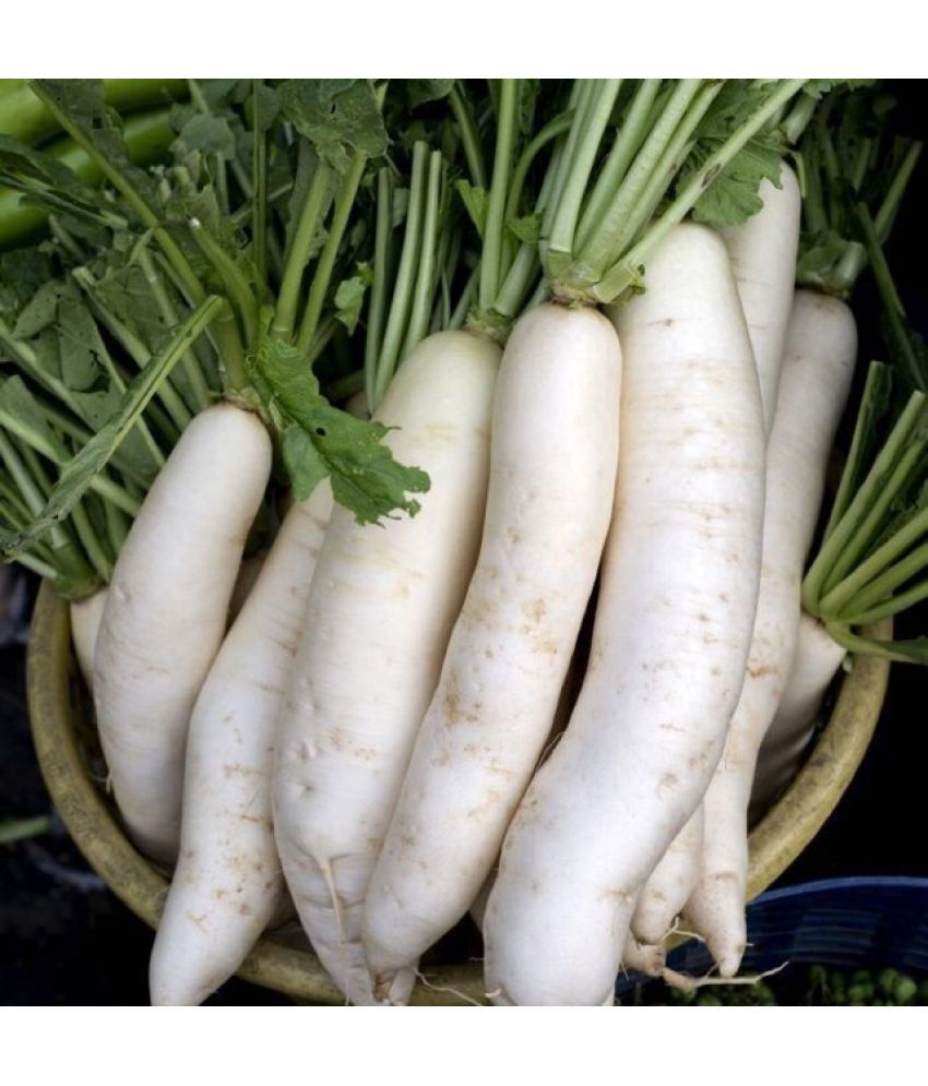     			Jignisha Seeds Organic White Radish Vegetable ( 500 Seeds )