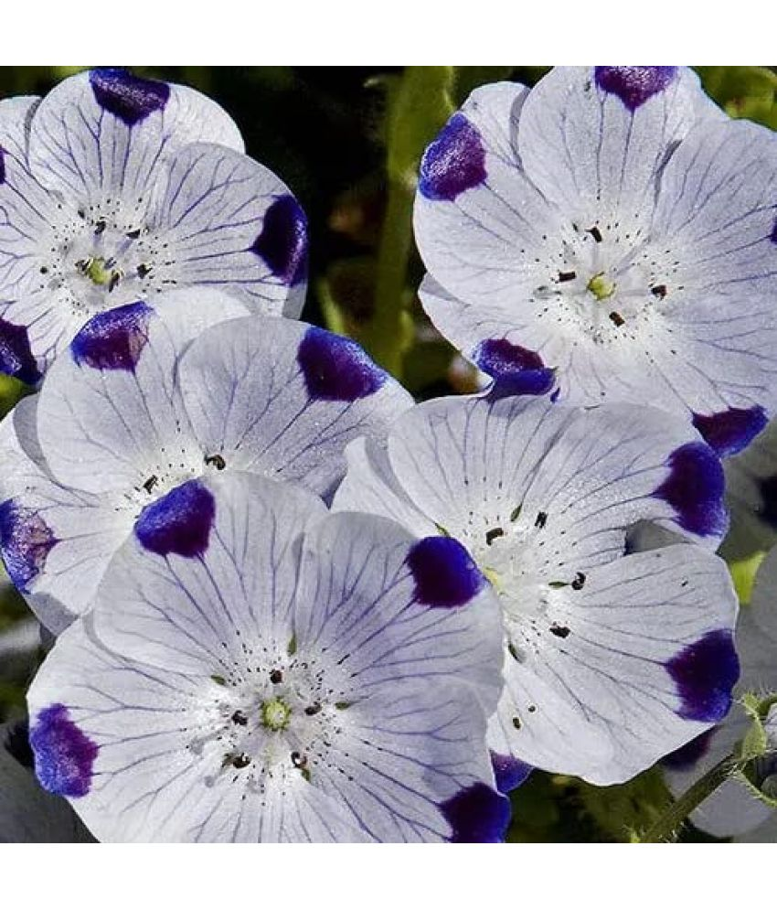     			Vedhahi Nemesia Flower ( 20 Seeds )