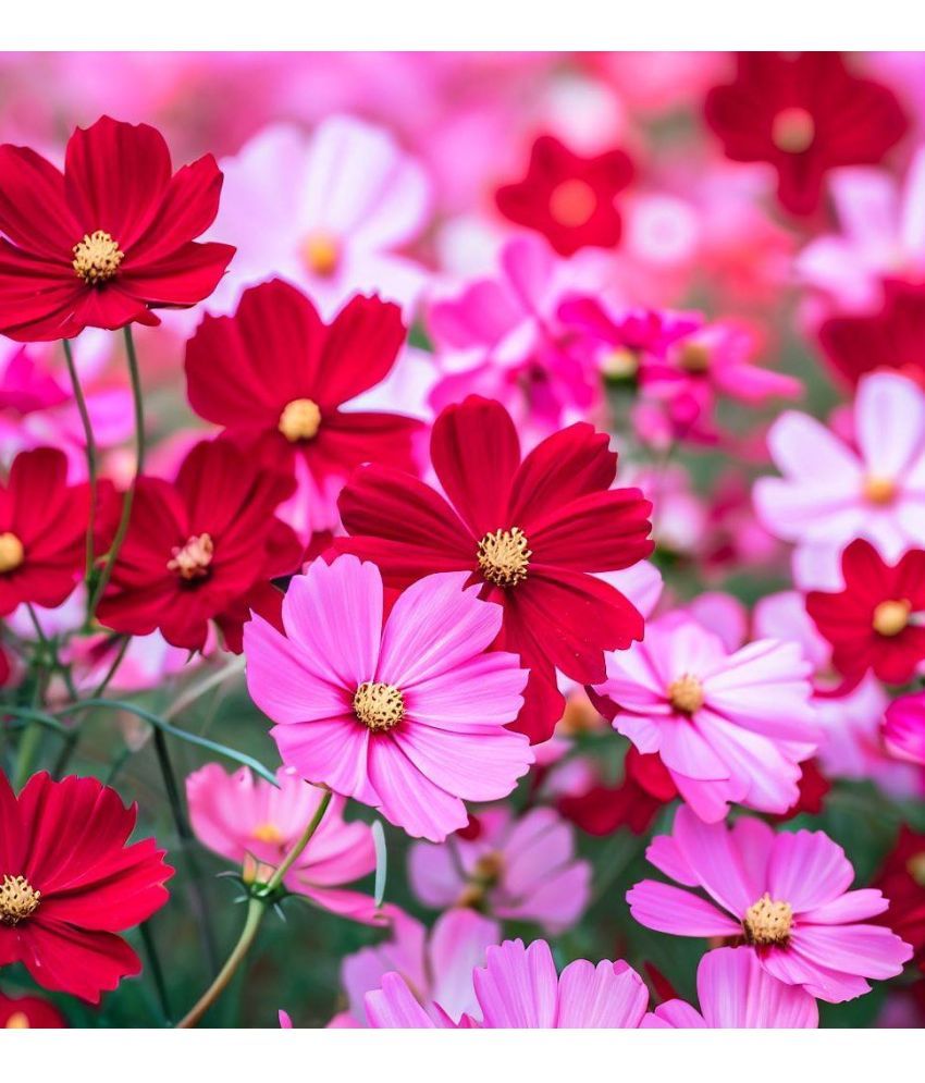     			Jignisha Seeds Cosmos Flower ( 30 Seeds )