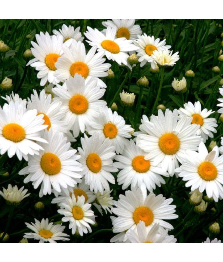     			Jignisha Seeds Daisy White Flower ( 30 Seeds )