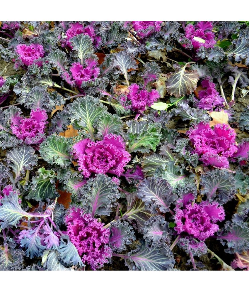     			Jignisha Seeds Ornamental Kale Flower Flower ( 30 Seeds )