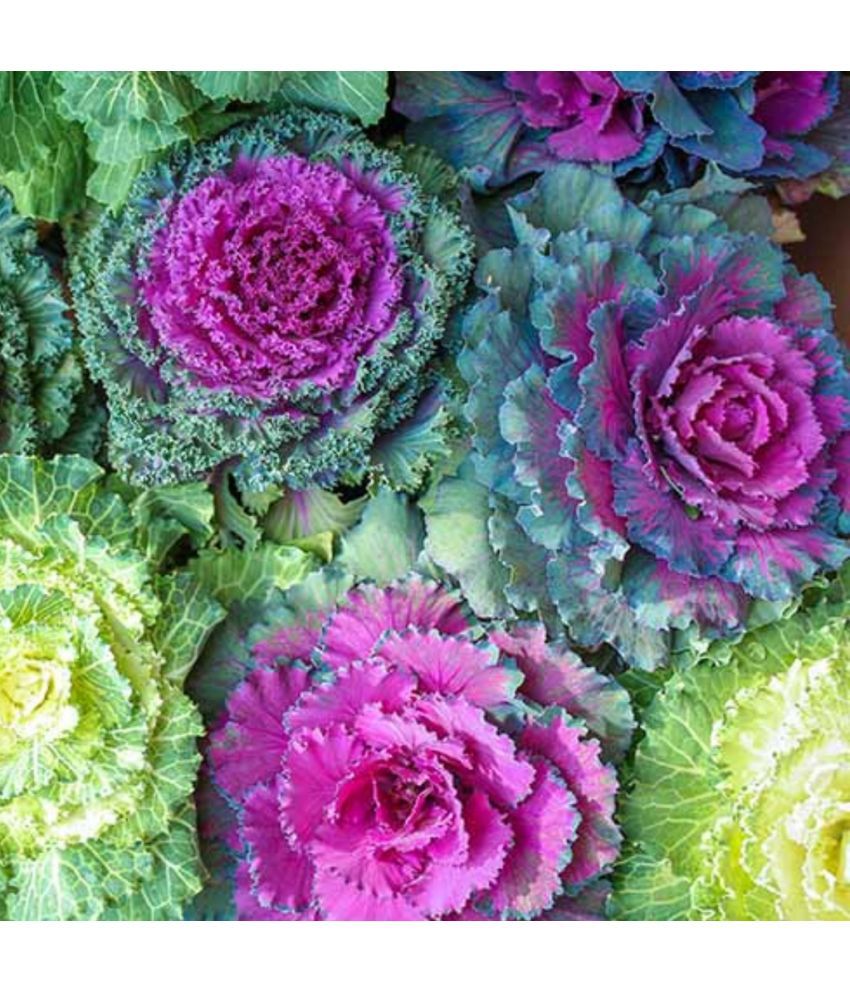     			Jignisha Seeds Ornamental Kale Flower Flower ( 30 Seeds )