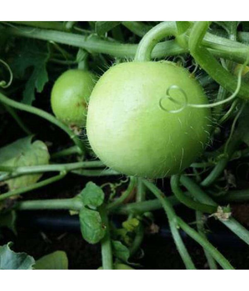     			Jignisha Seeds Hybrid Apple Gourd Vegetable ( 50 Seeds )