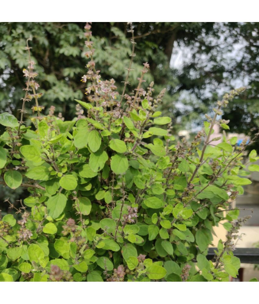     			Jignisha Seeds Hybrid Tulsi (Holy Basil) Herb ( 100 Seeds )